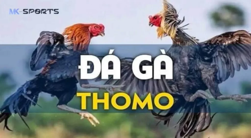 Đá Gà Thomo